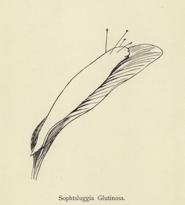 ソフツルギアグルチノーザ 作： Edward Lear